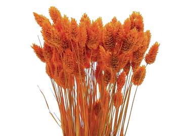 Sušená tráva chrastnice Phalaris 100g - oranžová