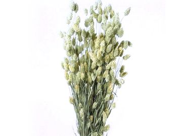 Sušená tráva chrastnice Phalaris 100g - přírodní