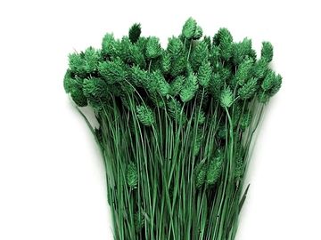 Sušená tráva chrastnice Phalaris 100g - tmavá zelená