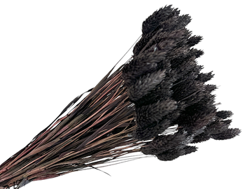 Sušená tráva chrastnice Phalaris cca 70g - černohnědá