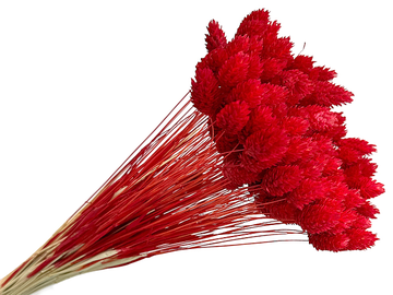 Sušená tráva chrastnice Phalaris cca 70g - jasná červená