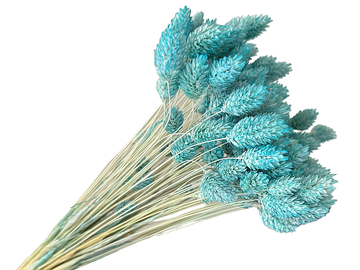 Sušená tráva chrastnice Phalaris cca 70g - světle modrá