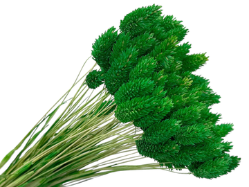 Sušená tráva chrastnice Phalaris cca 70g - trávově zelená
