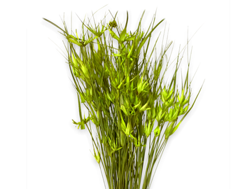 Sušená tráva tulipánová 100g - světle zelená