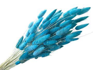 Sušená tráva zajíčka Lagurus 40g - světle modrá