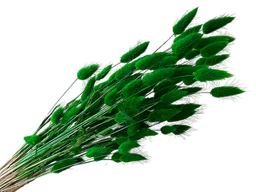 Sušená tráva zajíčka Lagurus 40g - tmavě zelená
