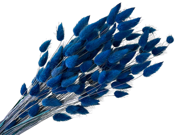 Sušená tráva zajíčka Lagurus 40g - tmavě modrá
