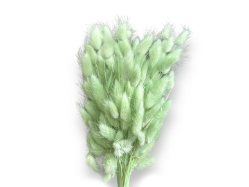 Sušená tráva zajíčka vejčitá Lagurus 50g - aqua