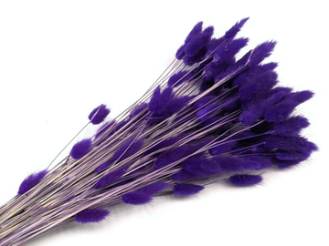 Sušená tráva zajíčka vejčitá Lagurus 50g - tmavě fialová