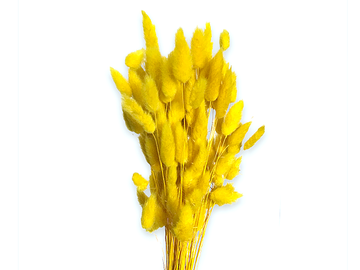 Sušená tráva zajíčka vejčitá Lagurus 50g - žlutá