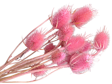 Sušené bodláky Dipsacus kytice 50g - růžové