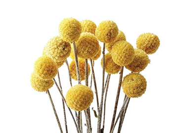 Sušené květiny kuličky mini - Kraspedie Billy Button 20ks - žluté