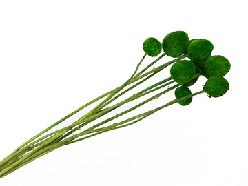 Sušené květiny kuličky velké - Craspedia Billy Button 10ks - zelené