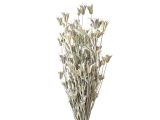Sušené květiny hvězdičky Nigella Orientalis 100g - vintage bílé