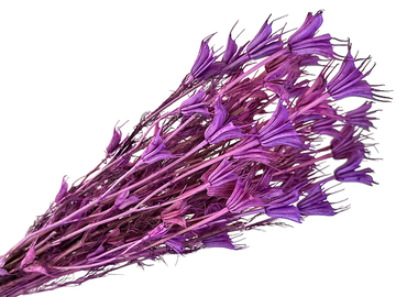 Sušené květiny - kytice Nigella Orientalis cca 70g - fialové