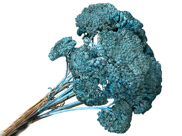 Sušené květiny - kytice žebříček Achillea - modré