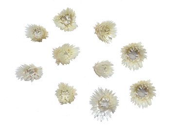 Sušené květiny slaměnky Capblume 10ks - bílé