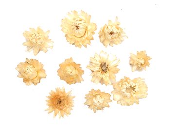 Sušené květiny slaměnky 10ks - krémové