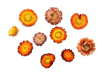Sušené květiny slaměnky 10ks - ohnivě oranžové