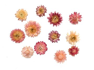 Sušené květiny slaměnky 10ks - růžové
