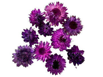 Sušené květiny slaměnky hlavičky 10ks - tmavě fialové