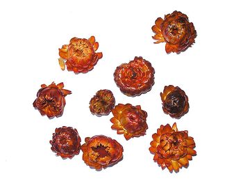Sušené květiny slaměnky - tmavě oranžové - 10ks