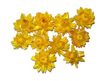 Sušené květiny slaměnky 10ks - žluté