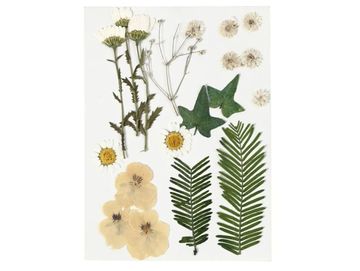 Sušené lisované květiny a listy 19ks - krémový mix