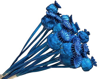 Sušené makovice mini svazek - tmavě modré