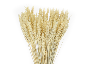 Sušené přírodní klasy pšeničné 150g - bělené