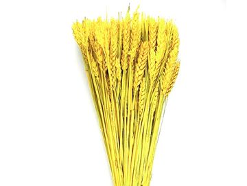 Sušené přírodní klasy pšeničné 150g - jasné žluté