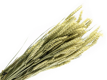 Sušené pšeničné klasy XL 500g - přírodní