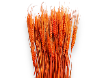 Sušené přírodní klasy žitné 150g - oranžové