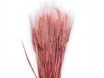 Sušené přírodní klasy žitné 150g - staro růžové