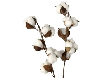 Sušený aranžérský květ bavlník - větvička s 5 hlavičkami