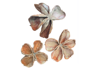 Sušený květ Nigella - třpytivá perleť