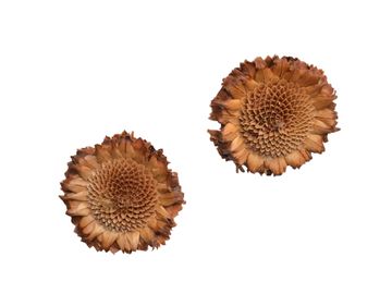 Sušený květ - Protea - bez lupenů