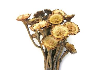 Sušené květiny Protea kytice - bez lupenů se stopkou