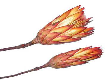 Sušený květ - Protea - červená