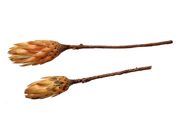 Sušený květ Protea - žlutá
