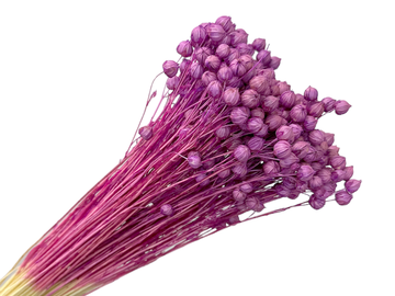Sušený len - kytice cca 70g - fialově růžový