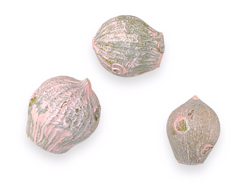 Sušený plod eukalypt kalich 3ks - pastelově růžový