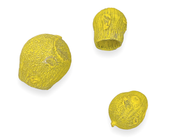 Sušený plod eukalypt kalich 3ks - vintage žlutý