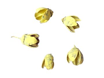 Sušina - plod Bakuli - 5ks - pastelový žlutý